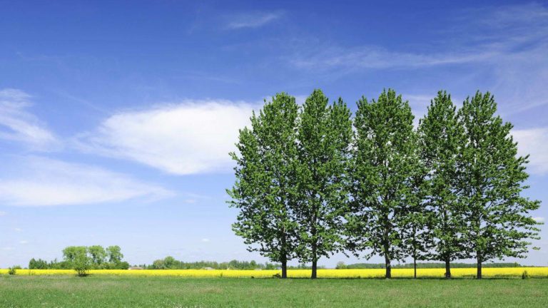 De ce site-ul tău nu trebuie să se bazeze pe WhatsApp pentru vânzări