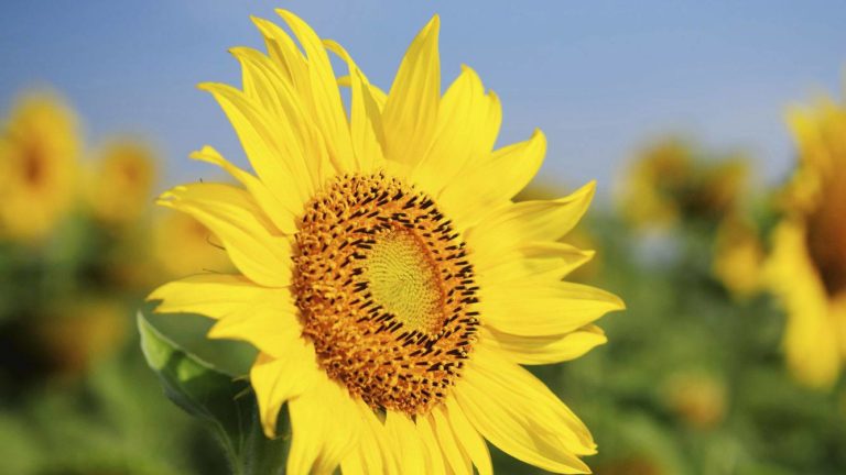 Pse ulja e çmimeve nuk zgjidh javët e zbrazëta në Halkidiki në 2026